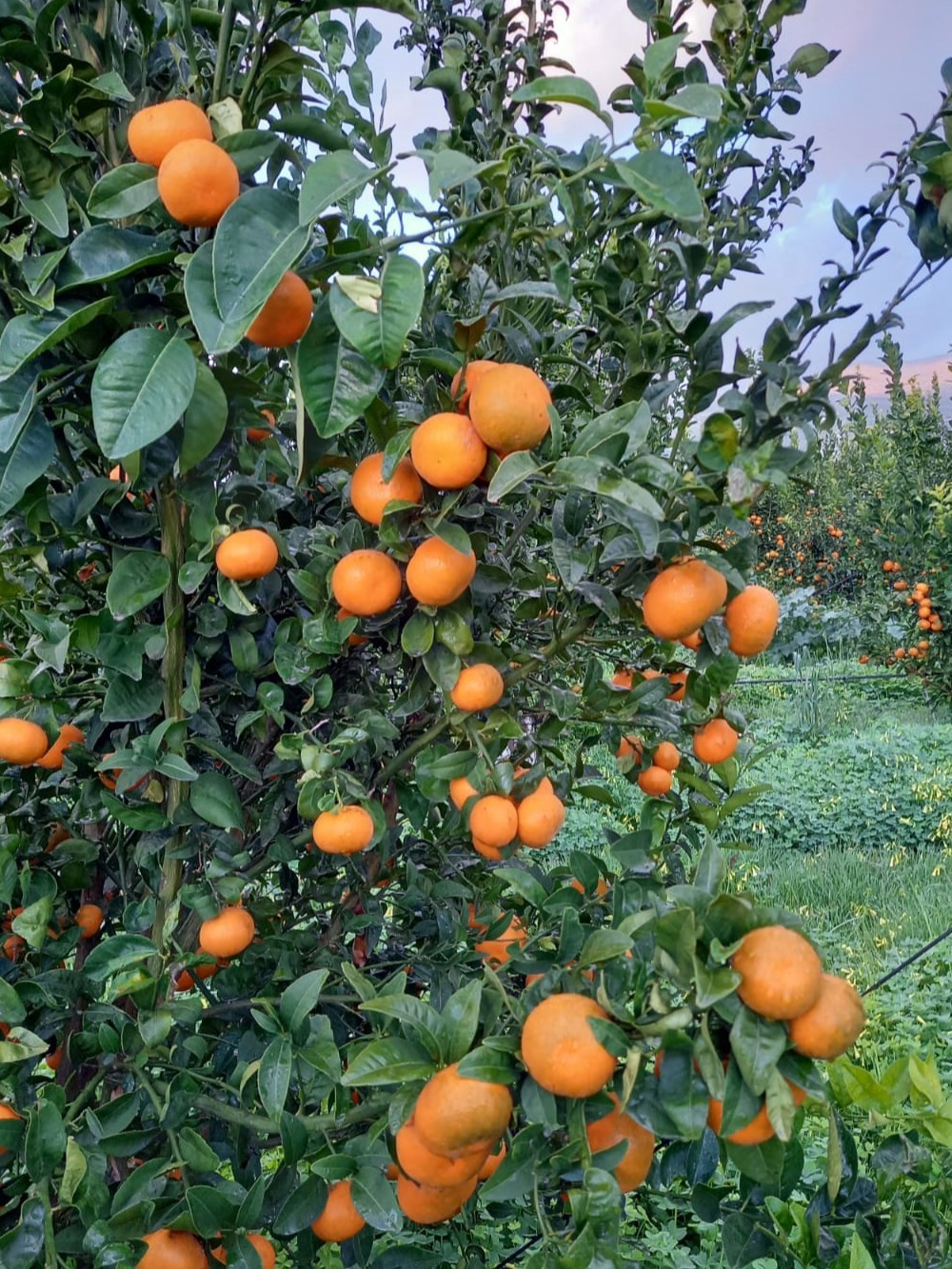 ​Apofruit: le strategie per le clementine