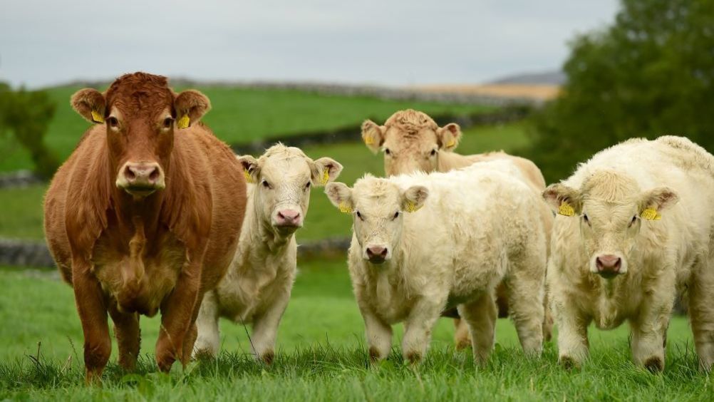 ​Irish Grass Fed Beef: la carne di manzo irlandese ora è anche Igp