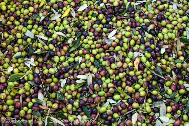 Redoro inizia la raccolta delle olive