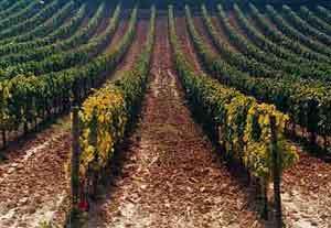 Il rilancio del settore vitivinicolo: una riforma da migliorare