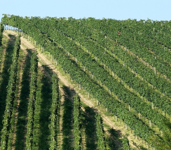 Sfiora i 7,5 milioni di quintali l’uva prodotta in Emilia Romagna 