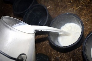 Coldiretti: siglato accordo per il prezzo del latte italiano