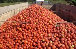 Anicav sigla con le Op le linee guida per il pomodoro da industria