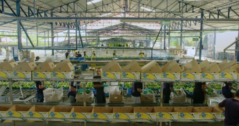​Chiquita: aggiornato il Rapporto sulla sostenibilità