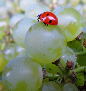 Ue: nuovo regolamento per il vino biologico