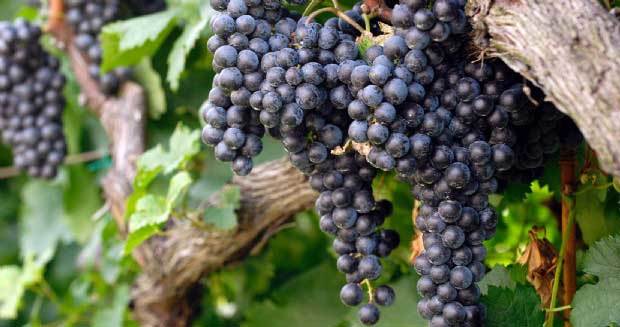 Agrintesa e Cab siglano un importante accordo di collaborazione per il settore vitivinicolo