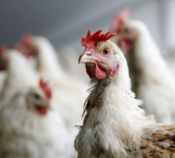 Coop rivoluziona 1.600 allevamenti animali e bandisce gli antibiotici dalla zootecnia