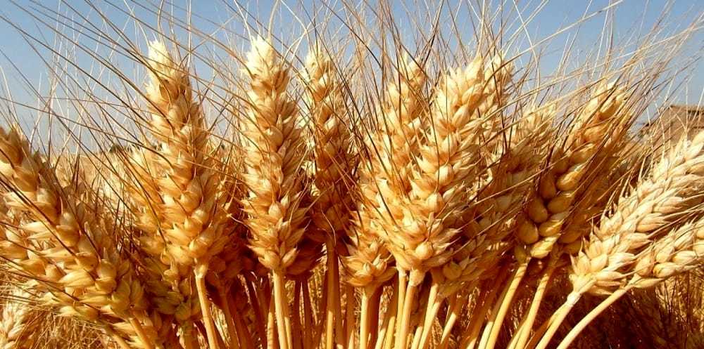 Origine del grano duro: Agcm sanziona Lidl per 1 mln di euro