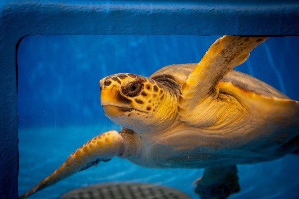  Rio Mare rafforza l’impegno nella salvaguardia delle tartarughe 