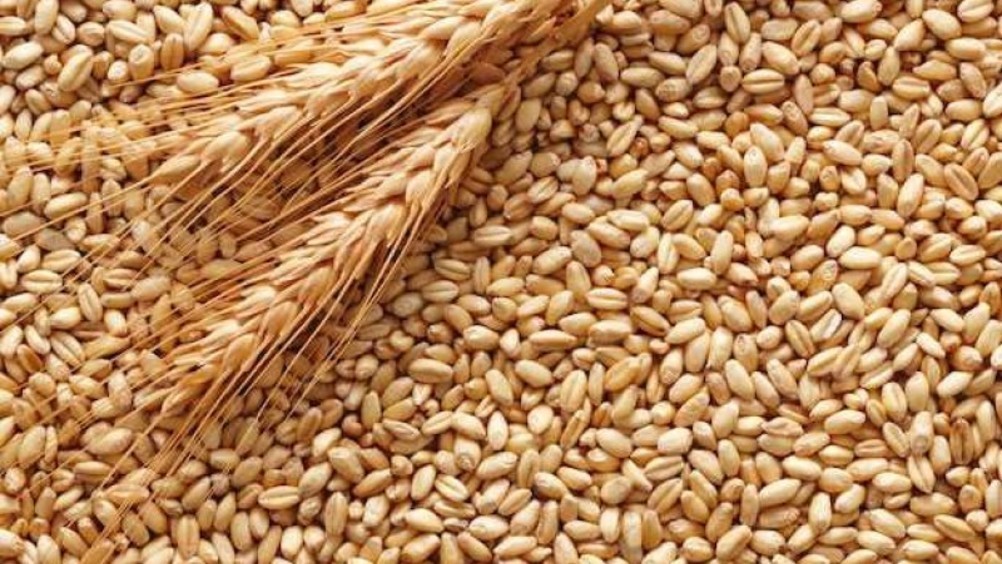 ​CaI, siccita’: produzione grano in calo nel mondo