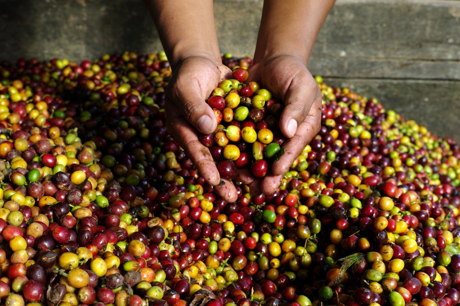 Ultramar aderisce al sistema Fairtrade