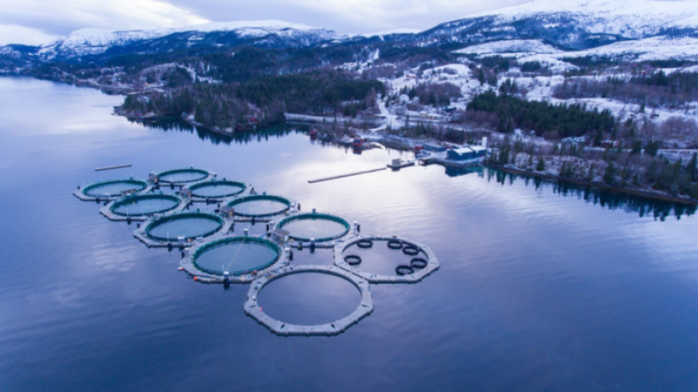 ​L’acquacultura norvegese si conferma nuovamente al vertice mondiale per la produzione di proteine sostenibili