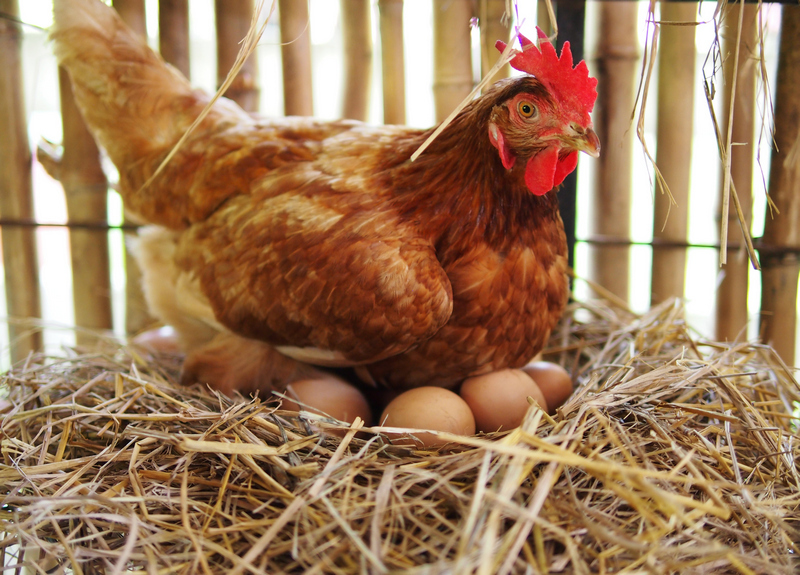 Pollo e uova da record, ma preoccupano i focolai Covid nei macelli esteri