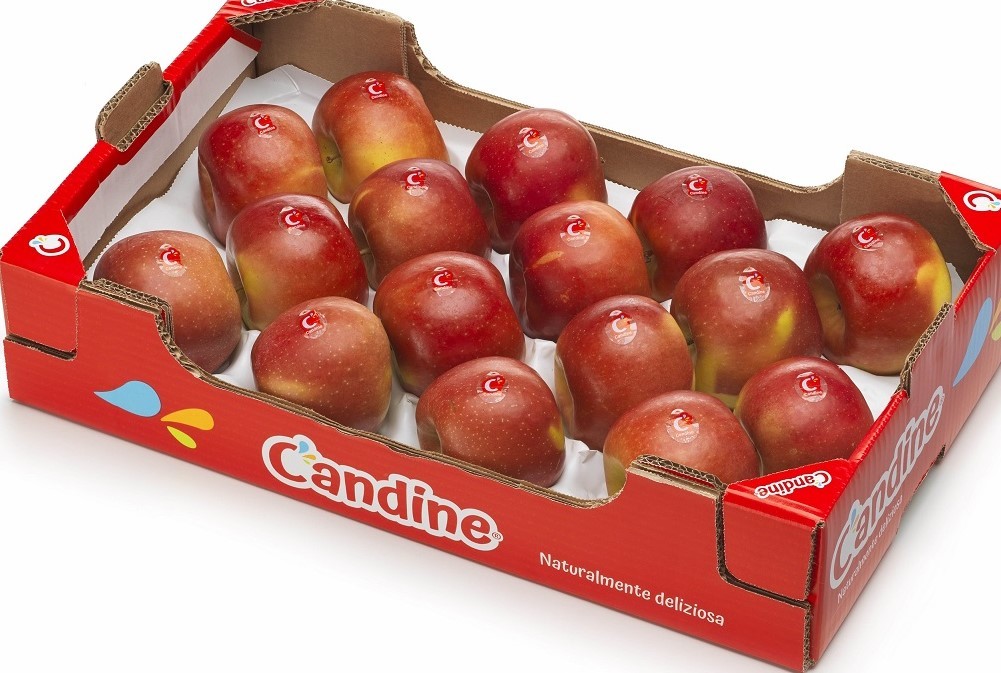 ​Apofruit: la mela Candine arriva sui mercati