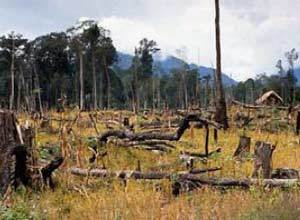 Coop combatte la deforestazione
