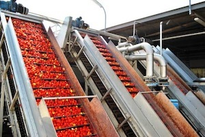 Anicav: nasce il primo Polo Distrettuale del pomodoro da industria del Centro Sud Italia