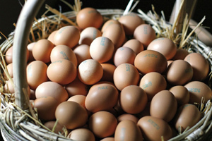Uova fresche, la vera novità è nell’allevamento