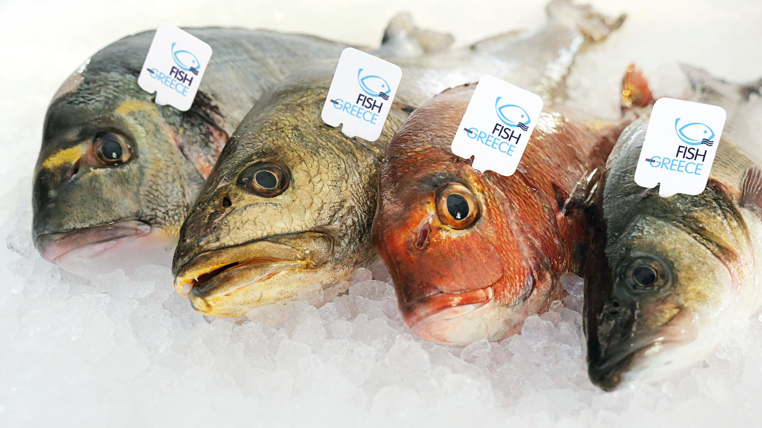 Fish From Greece, il marchio simbolo di alta qualità del pesce greco proveniente dalle aziende associate ad HAPO 