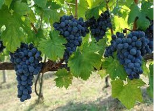 Protocollo viticolo 2013: stop ai prodotti di maggiore tossicita’