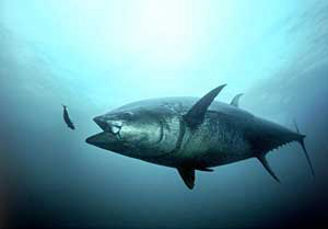 In arrivo il tonno “Pescato a Canna” di Coop