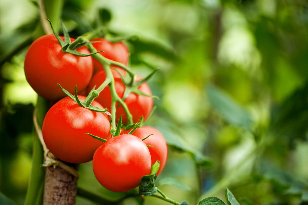​FederBio e AssoBio: inaccettabile l’accordo sul prezzo del pomodoro da industria biologico