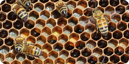 Conapi e UnaApi lanciano l'allarme ross per l'apicoltura