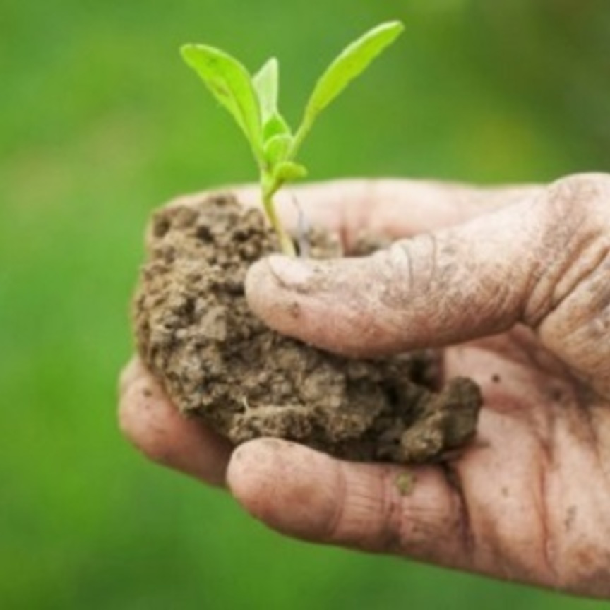  FederBio soddisfatta per l’approvazione della legge sull’agricoltura biologica 