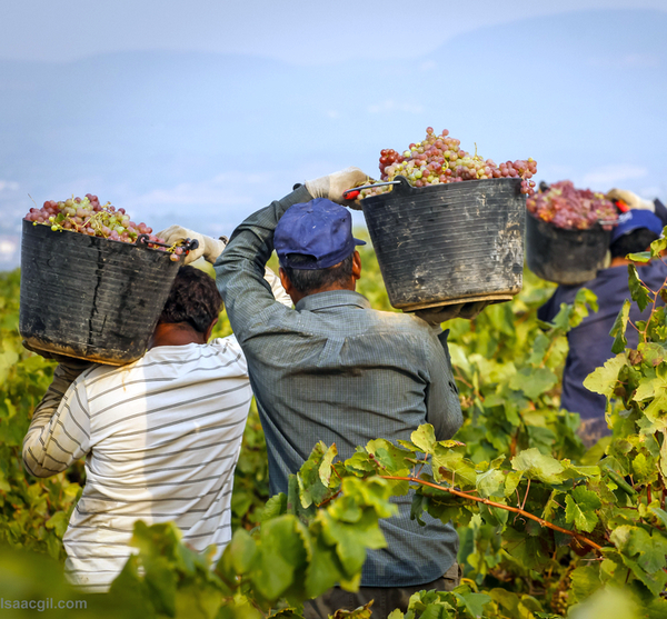 L'Italia si conferma primo produttore mondiale di vino