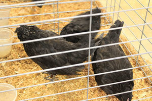 Stop di Bruxelles all’uso delle gabbie non modificate per le galline ovaiole