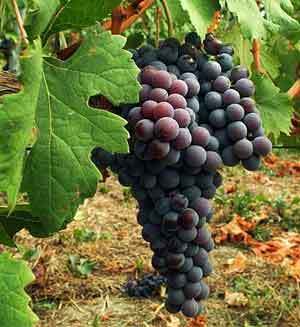 Zonin inaugura la nuova tenuta vinicola a Brindisi
