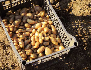 Alimentare: positiva la raccolta delle patate 2011