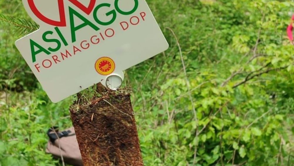 Consorzio tutela formaggio Asiago: sì al progetto di riforestazione