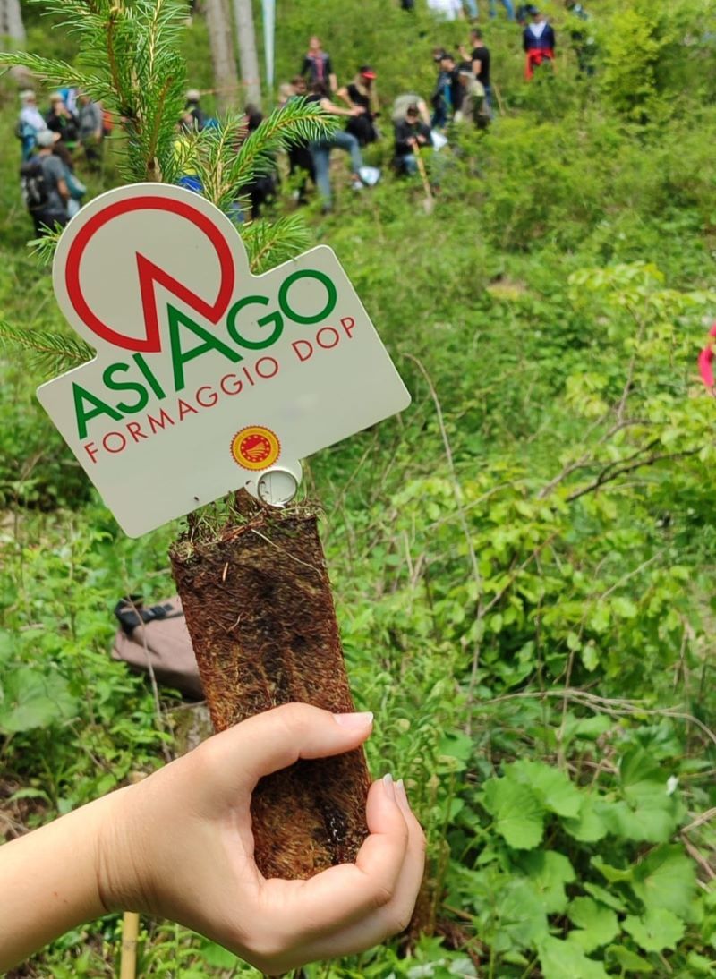 Consorzio tutela formaggio Asiago: sì al progetto di riforestazione