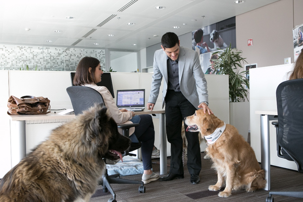 Un ambiente lavorativo pet-friendly aumenta la produttività?