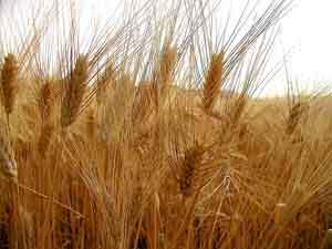 Ismea, ad agosto tensioni sulle commodities cerealicole 