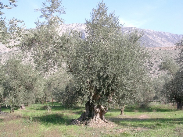 Assitol, campagna complicata per l’olio d’oliva