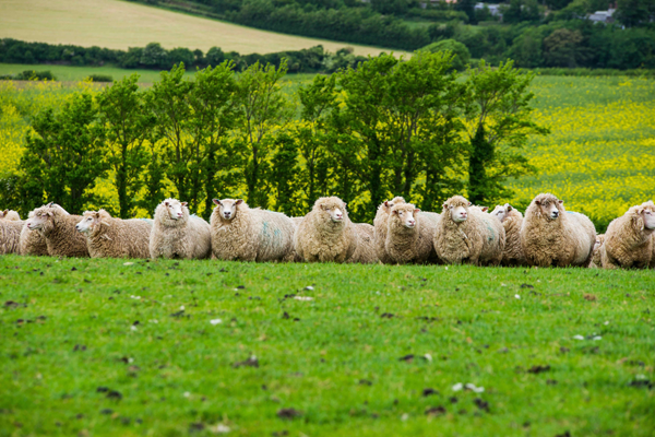 AHDB Beef&Lamb: il 2018 sarà l’anno dell’agnello inglese