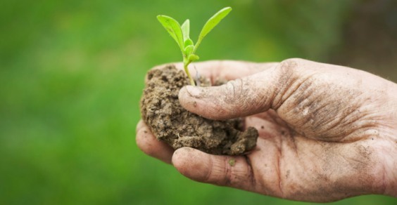 FederBio commenta il nuovo Regolamento europeo sull’agricoltura biologica