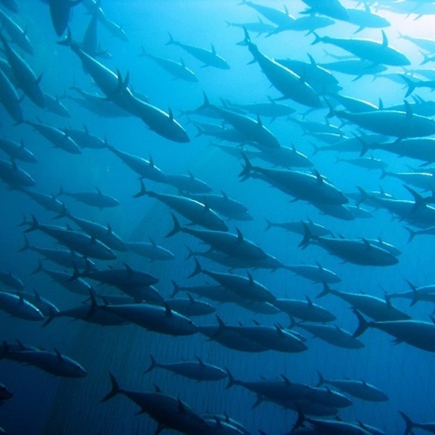 Findus rafforza l’impegno nella sostenibilità ittica 