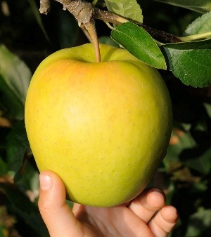 Le mele della Valtellina confluiscono in Melavi'