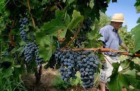 Buone prospettive per la campagna vitivinicola emiliana 