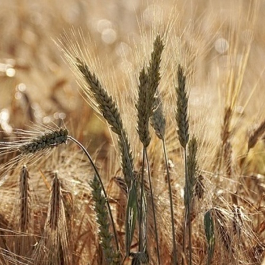 La produzione di grano duro rischia un calo di 16 punti