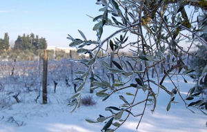 Il gelo fa strage di ulivi al centro sud