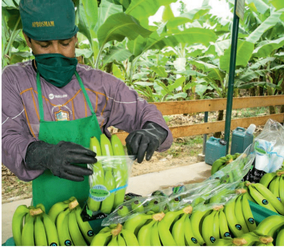 Il commercio equo Fairtrade genera un Premio agli agricoltori di 2 mln di euro 