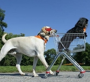 Nasce in Scozia il primo supermercato dog-friendly