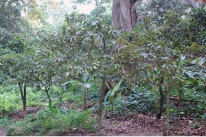 Mondelez International promuove i diritti delle donne impegnate nella coltivazione del cacao