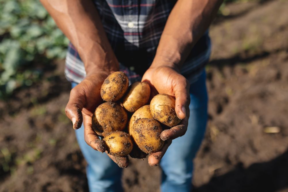 ​La tutela della natura al centro della campagna Ue Potatoes Forever!   