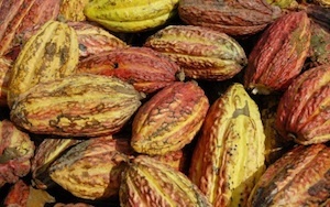 Ferrero sigla l’accordo per l’acquisto di cacao certificato Fairtrade