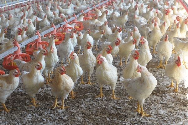 UnaItalia: la filiera avicola crea 8 mld di valore 