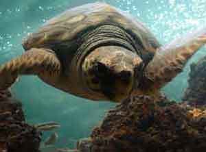 Coop sostiene il Wwf nella salvaguardia delle tartarughe marine